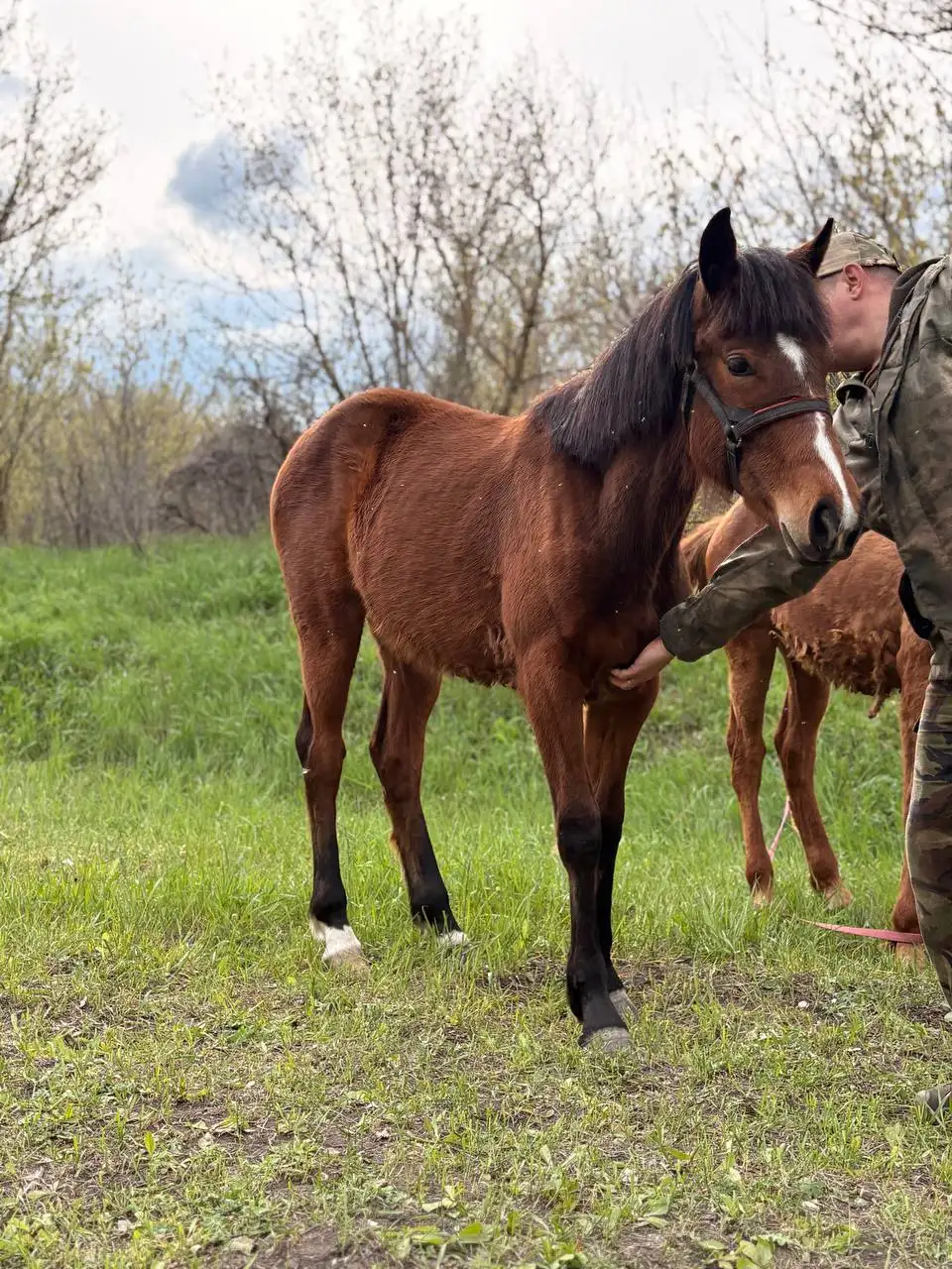 Жеребенок-кобыла гнедой масти - Лошади (Животные) в Луганск