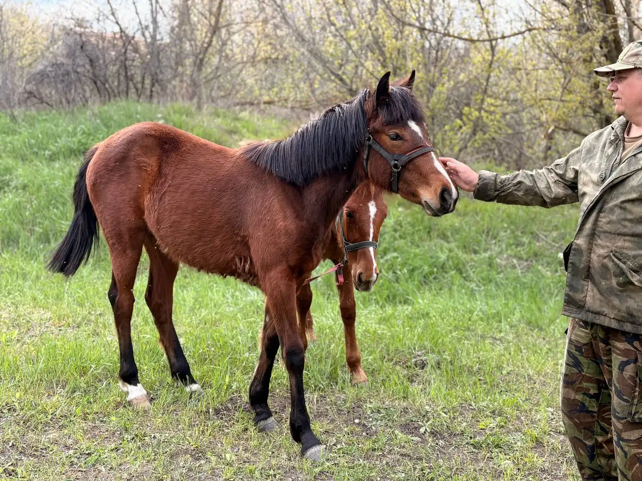 Жеребенок-кобыла гнедой масти - Лошади (Животные) в Луганск