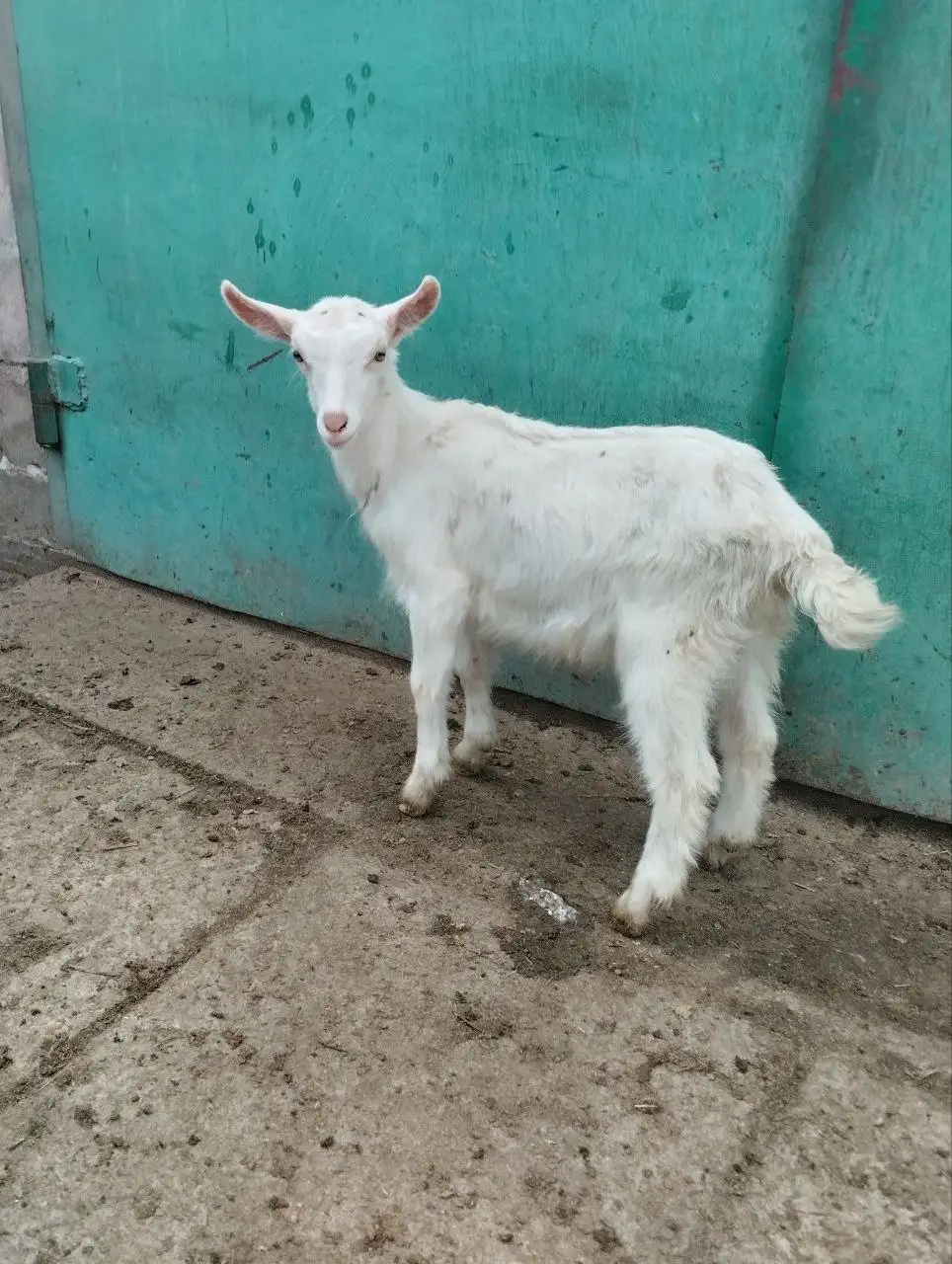 Продажа козочек Зааненской породы - Сельскохозяйственные животные (Животные) в Мариуполь