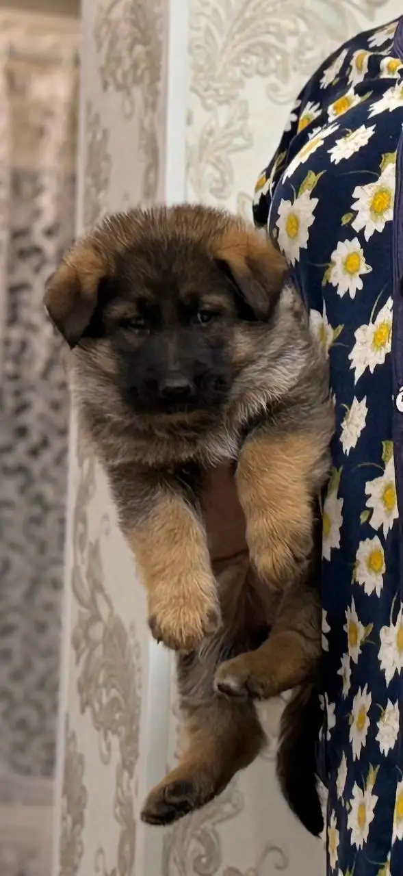 Щенки немецкой овчарки - Собаки (Животные) в Донецк