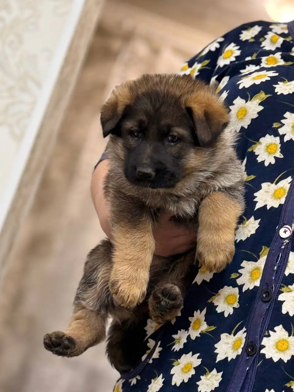 Щенки немецкой овчарки - Собаки (Животные) в Донецк