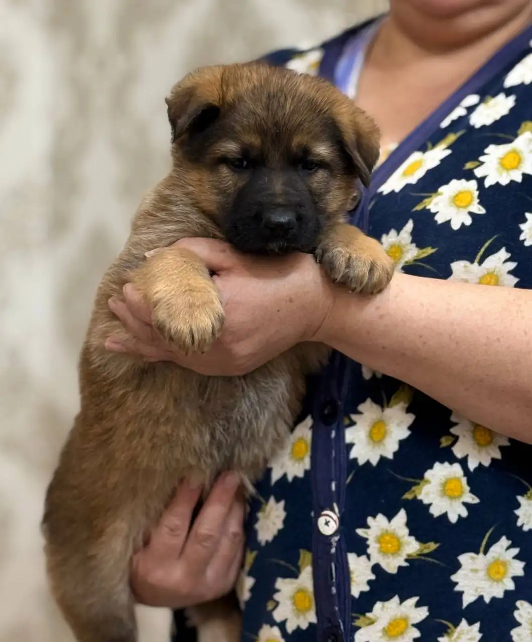Щенки немецкой овчарки - Собаки (Животные) в Донецк