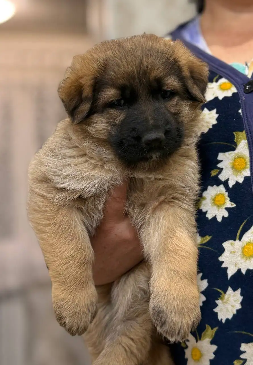 Щенки немецкой овчарки - Собаки (Животные) в Донецк