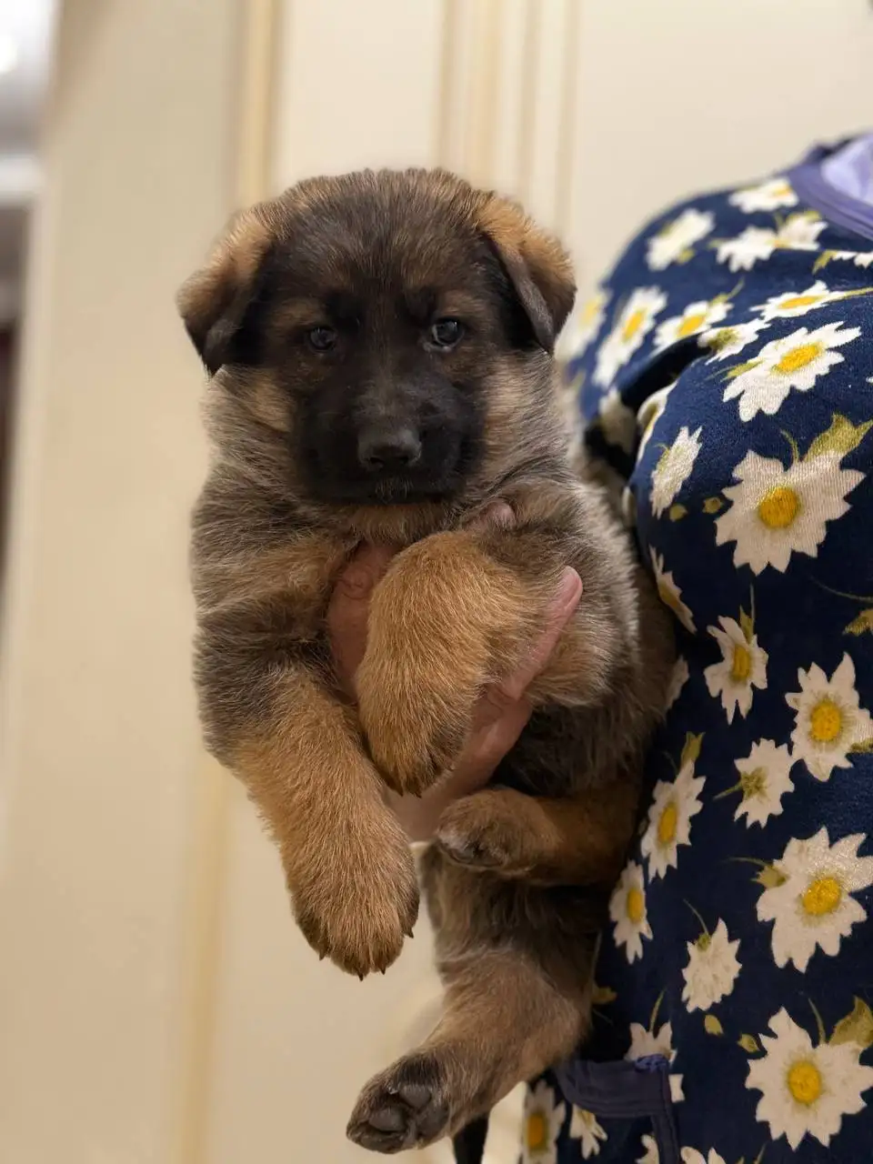 Щенки немецкой овчарки - Собаки (Животные) в Донецк