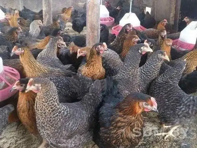 Продажа молодых кур несушек - Птицы (Животные) в Волноваха