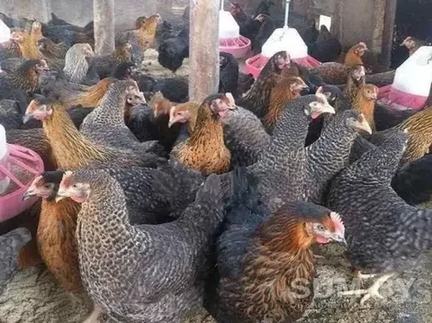 Продажа молодых кур несушек - Птицы в Волноваха