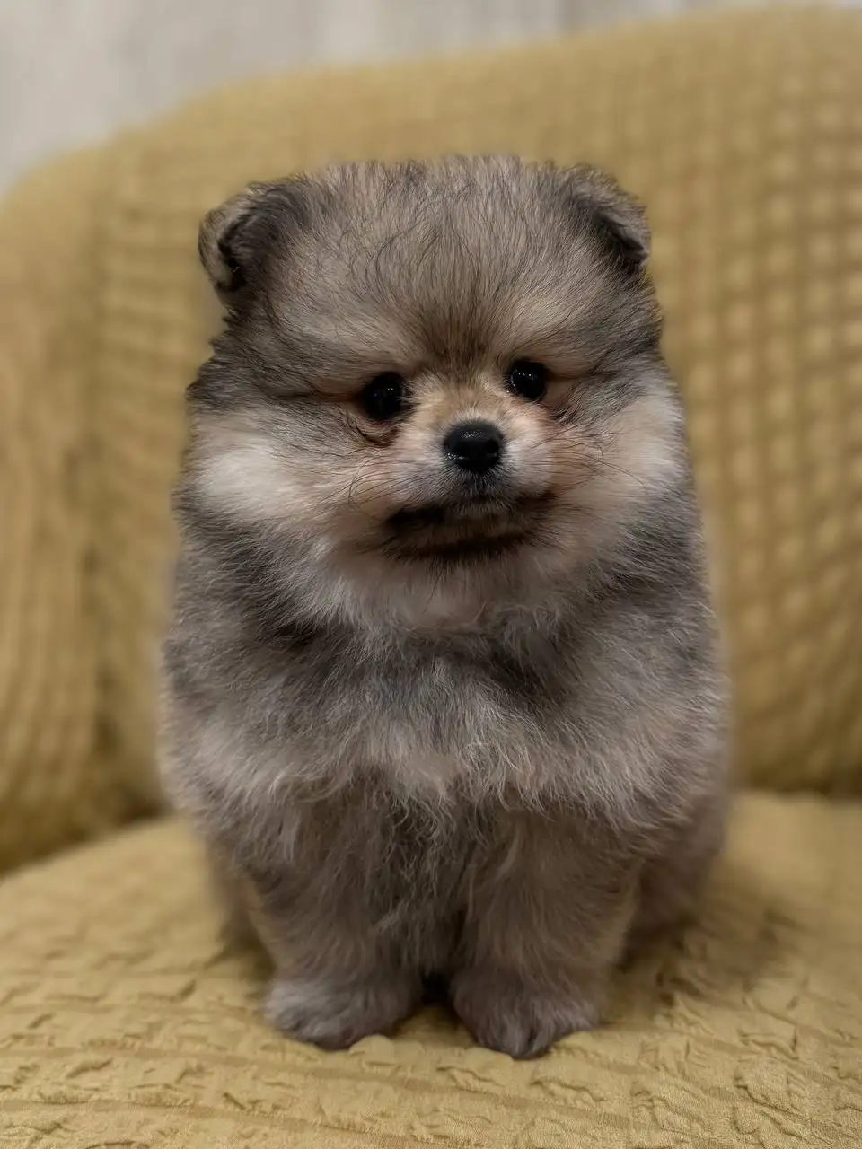 Щенки померанского шпица супер мини медвежьего типа - Собаки (Животные) в Донецк