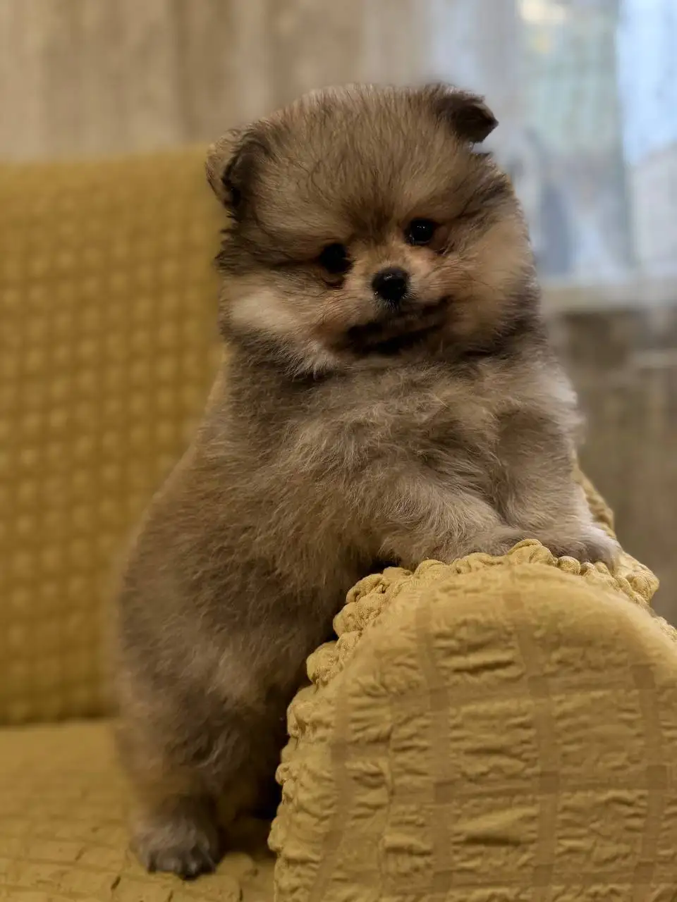 Щенки померанского шпица супер мини медвежьего типа - Собаки (Животные) в Донецк