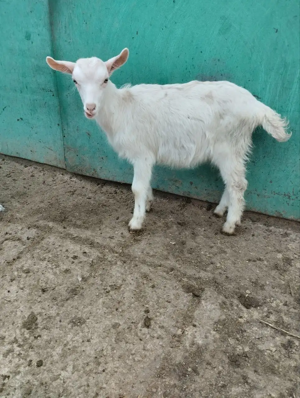 Козлики Зааненской породы - Козы (Животные) в Мариуполь