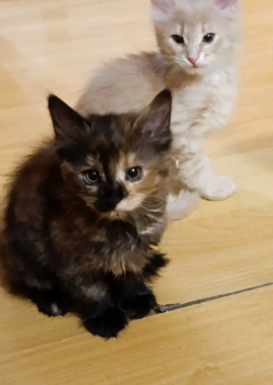 Кошечка 3,5 месяца ищет дом - Животные в Волноваха