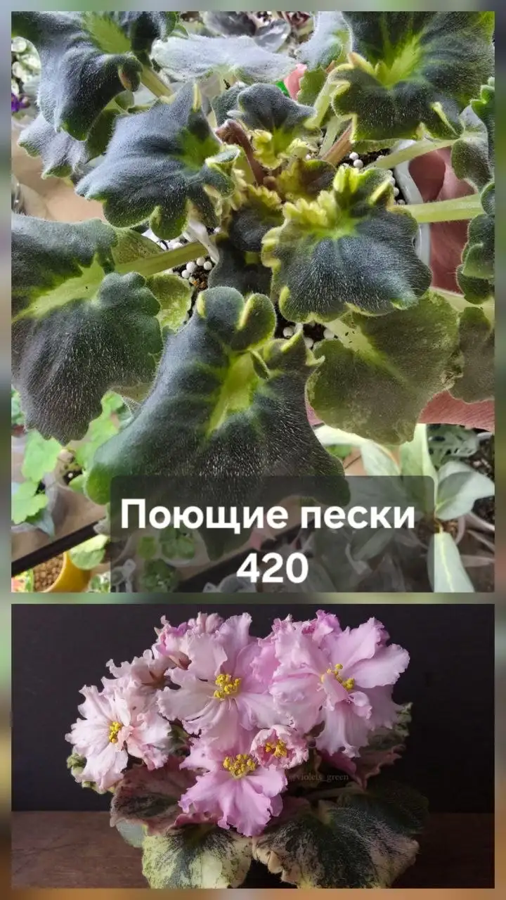 Продам комнатные растения - Для дома и дачи в Донецк