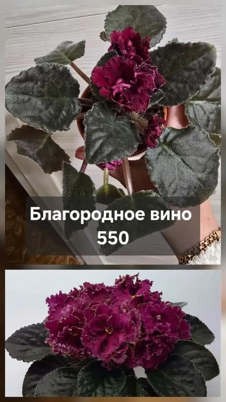 Продам комнатные растения - Для дома и дачи в Донецк