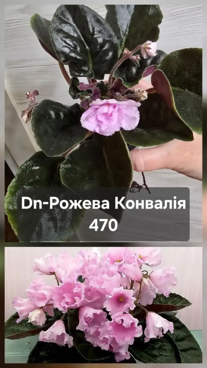 Продам комнатные растения - Для дома и дачи в Донецк