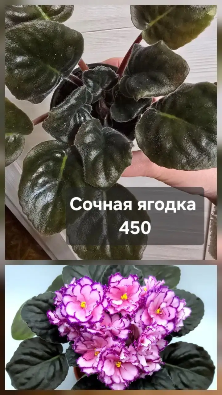 Продам комнатные растения - Для дома и дачи в Донецк