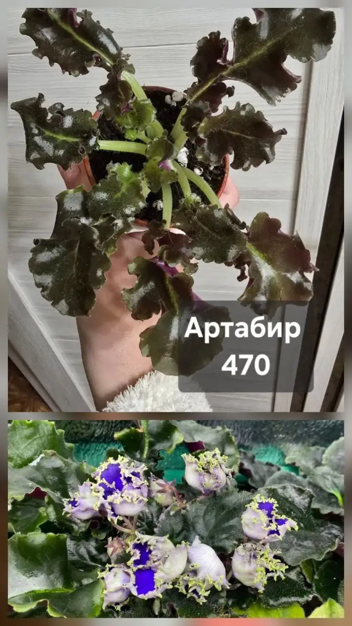 Продам комнатные растения - Для дома и дачи в Донецк