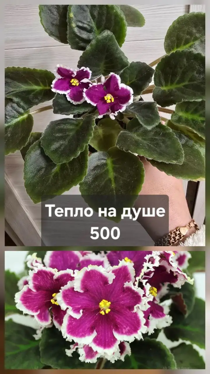 Продам комнатные растения - Для дома и дачи в Донецк