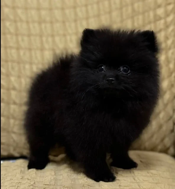 Продажа щенков померанского шпица - Щенки в Донецк