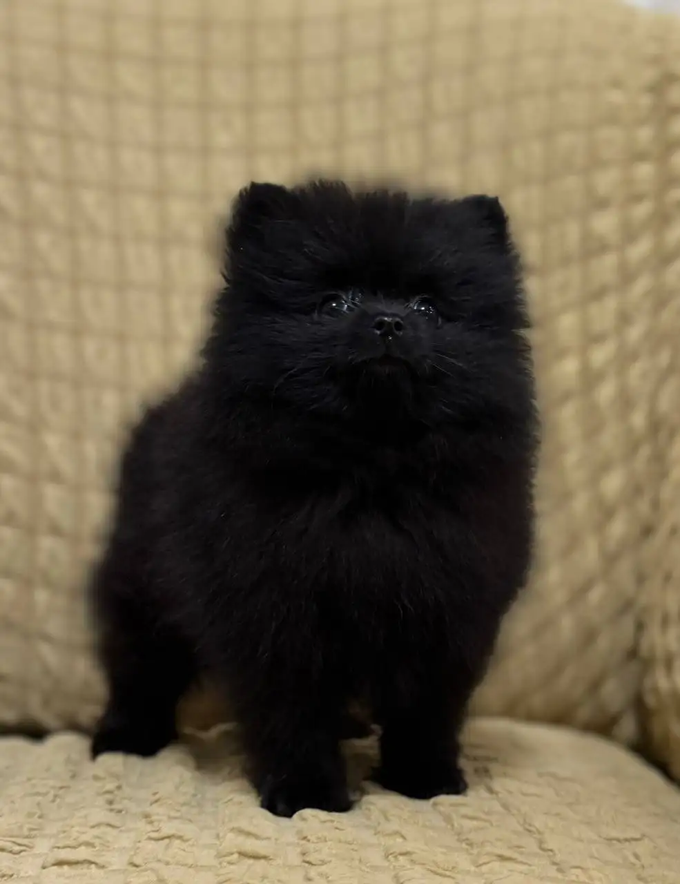 Продажа щенков померанского шпица - Щенки (Животные) в Донецк