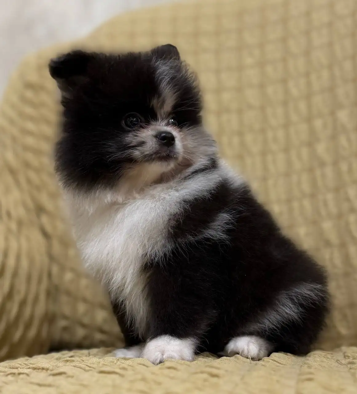 Продажа щенков померанского шпица - Щенки (Животные) в Донецк