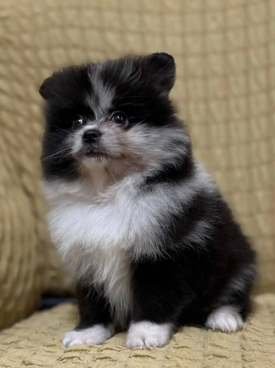 Продажа щенков померанского шпица - Щенки (Животные) в Донецк