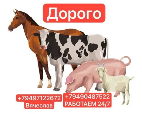 Куплю скот и лошадей - Щенки в Волноваха