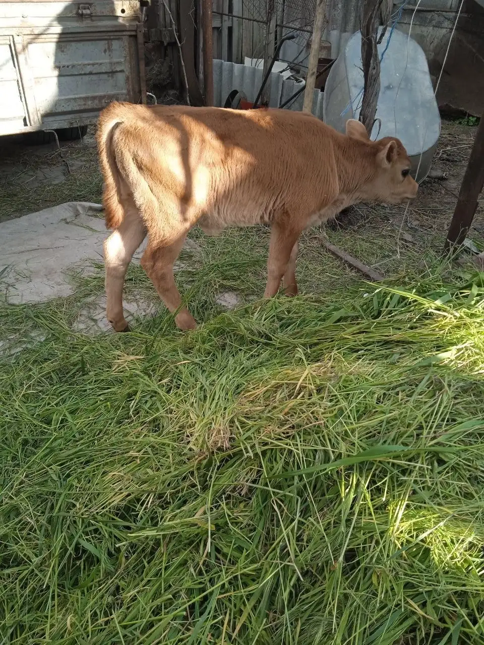 Продается чистокровная тёлочка Джерсейской породы - Крупный рогатый скот (Животные) в Мариуполь