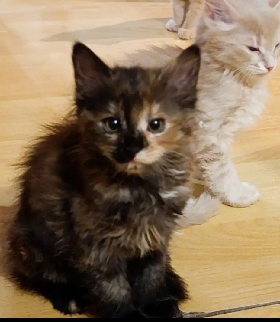 Ищет дом кошечка 3,5 месяца - Животные в Волноваха