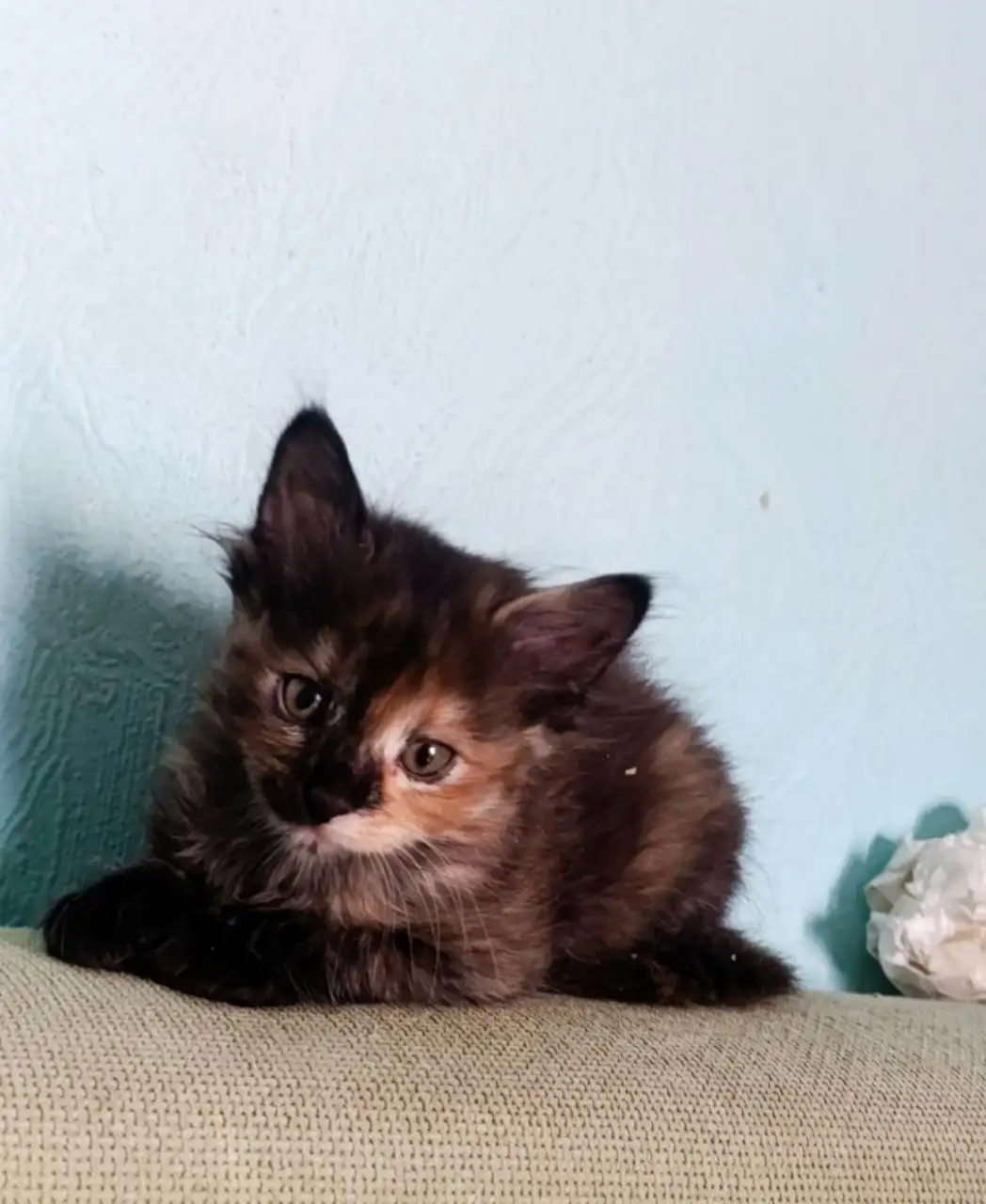 Ищет дом кошечка 3,5 месяца - Животные в Волноваха