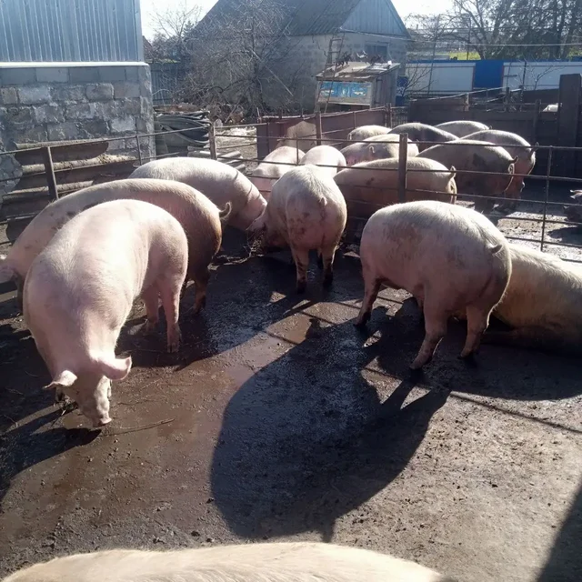 Продам свиней 180-200+ кг - Свиньи в Неизвестно