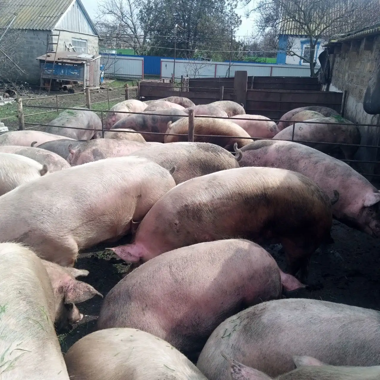 Продам свиней 180-200+ кг - Свиньи (Животные) в Неизвестно
