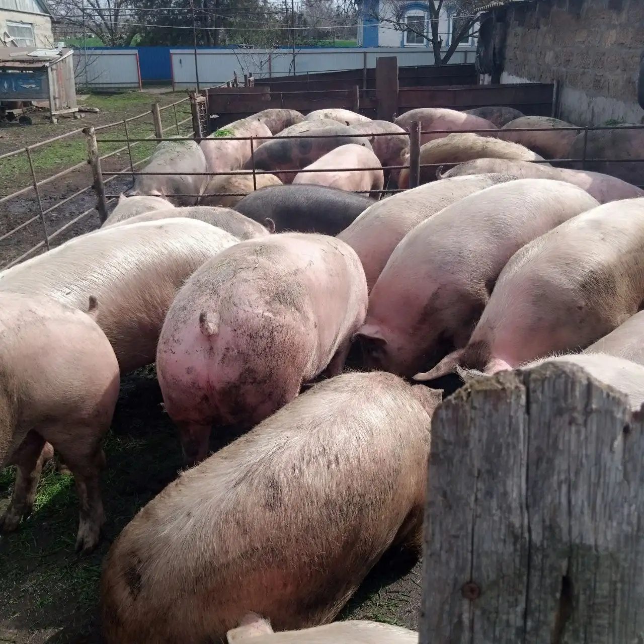Продам свиней 180-200+ кг - Свиньи (Животные) в Неизвестно