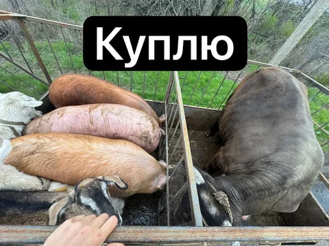 Куплю животных дорого - Сельскохозяйственные животные в Неизвестно