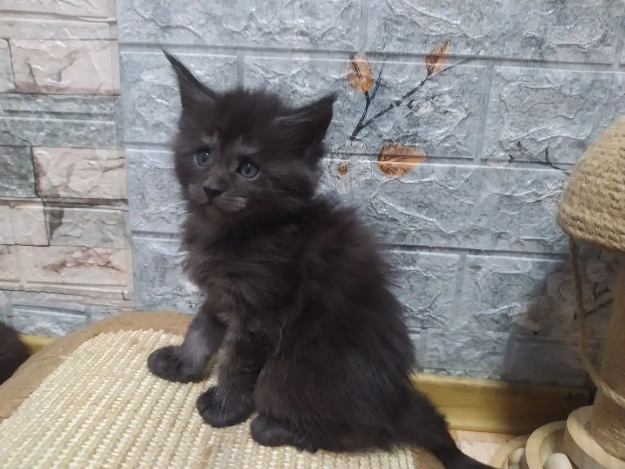 Продажа котят породы мейн-кун - Кошки (Животные) в Волноваха