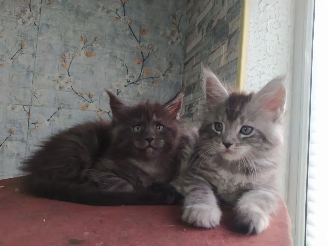 Продажа котят породы мейн-кун - Кошки (Животные) в Волноваха
