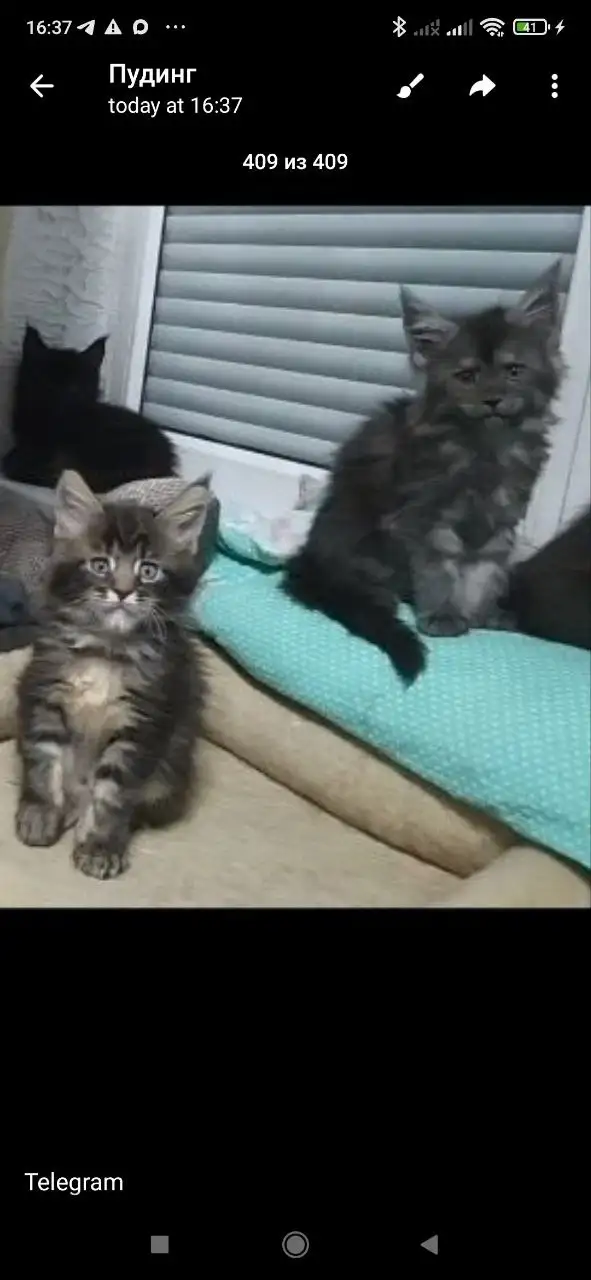 Продажа котят породы мейн-кун - Кошки (Животные) в Волноваха