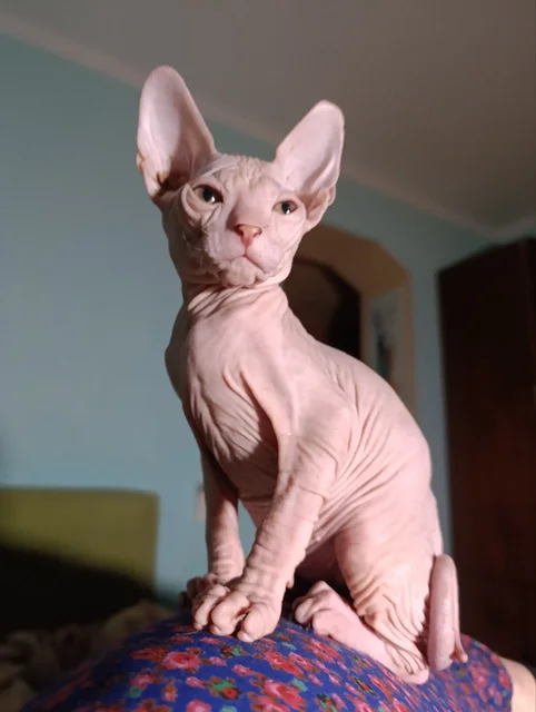 Продажа котят сфинксов - Кошки в Волноваха