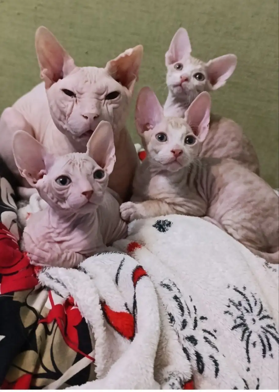 Продажа котят сфинксов - Кошки (Животные) в Волноваха
