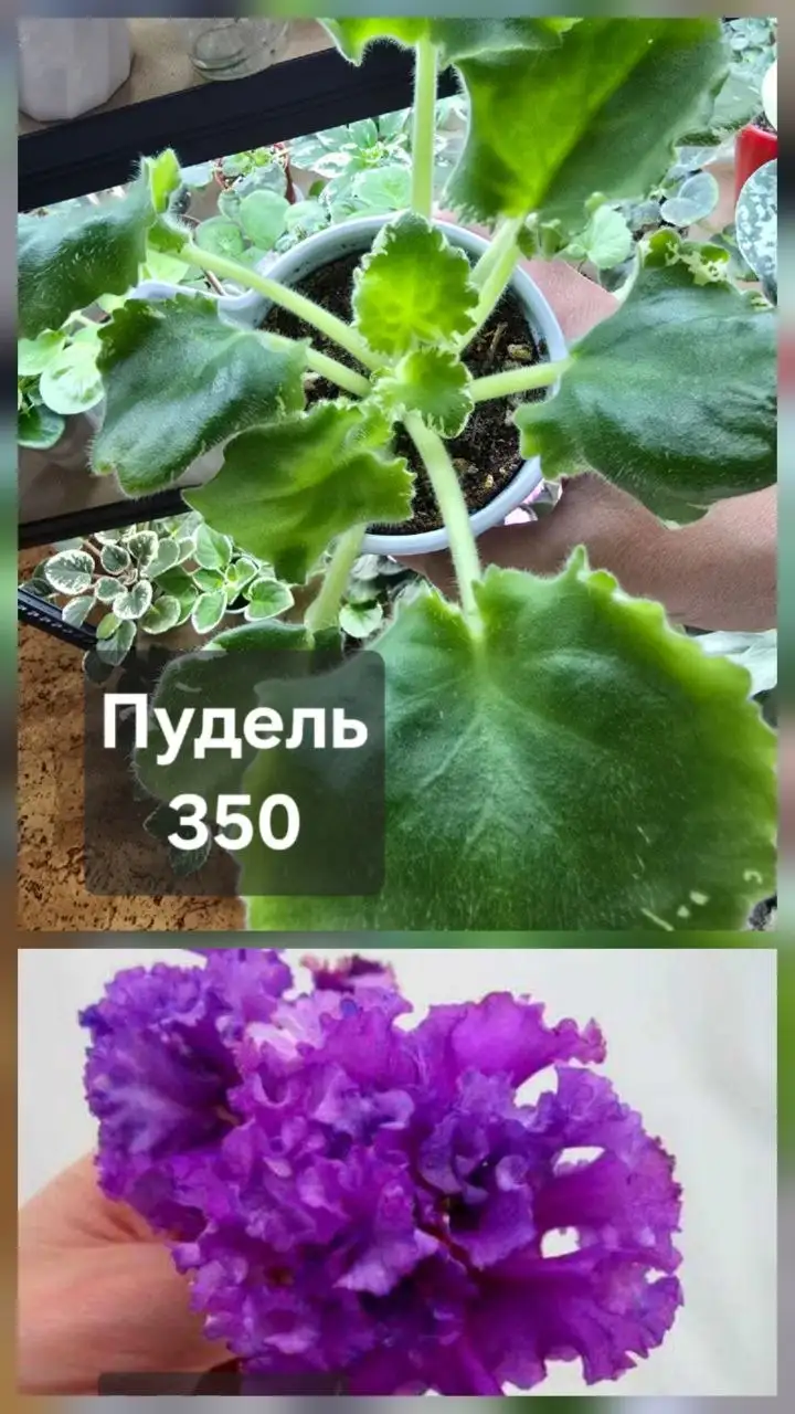 Продам комнатные растения - Растения (Барахолка) в Донецк
