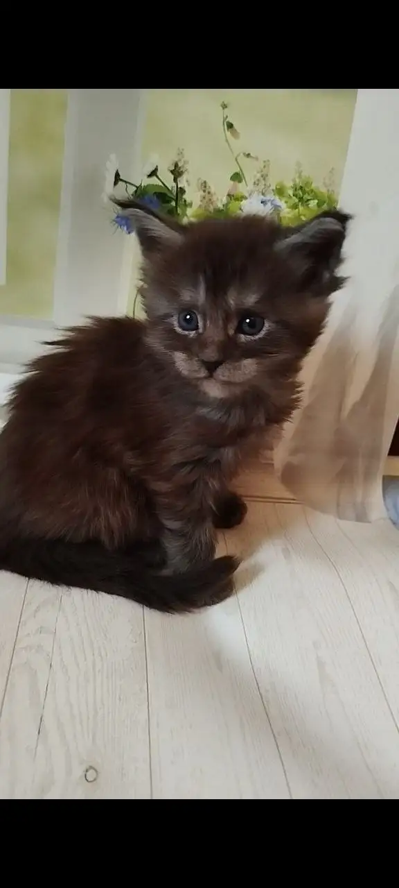 Продажа котят мейн-кун - Кошки (Животные) в Волноваха