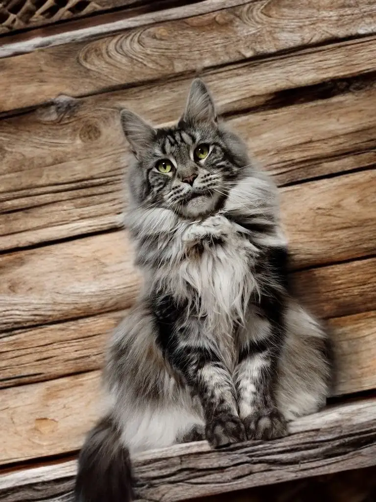 Продажа котят мейн-кун - Кошки (Животные) в Волноваха