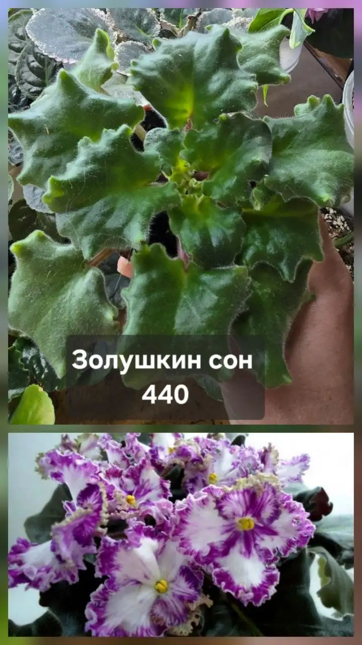 Продам комнатные растения - Растения (Хобби и отдых) в Донецк