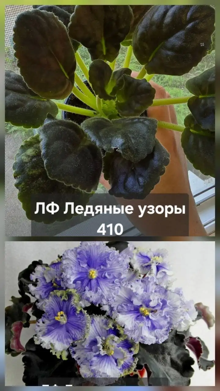 Продам комнатные растения - Растения (Хобби и отдых) в Донецк
