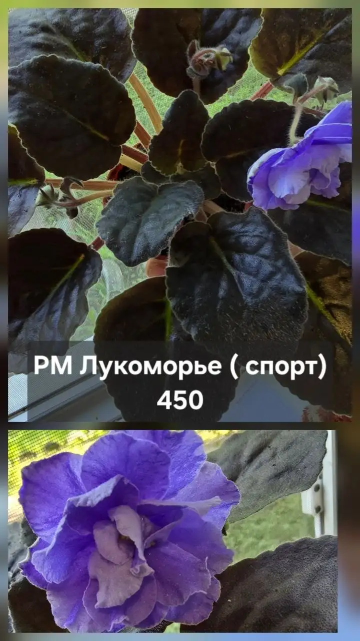 Продам комнатные растения - Растения (Хобби и отдых) в Донецк