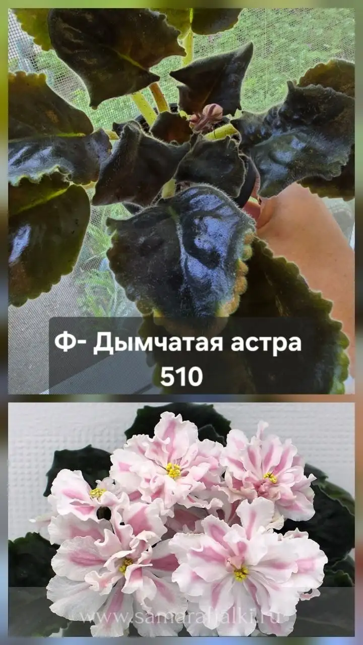 Продам комнатные растения - Растения (Хобби и отдых) в Донецк