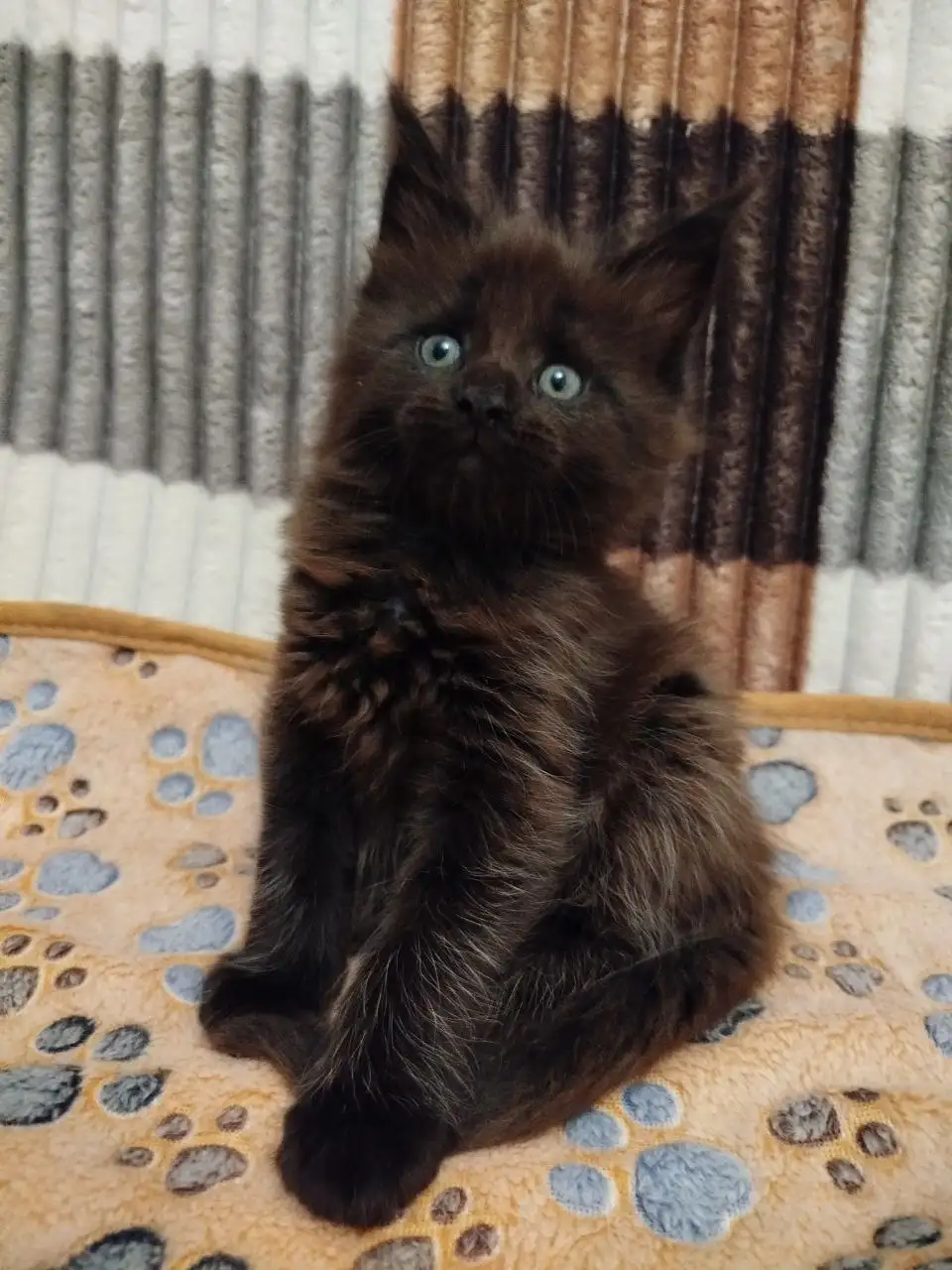 Продажа котят мейн-кун - Кошки (Животные) в Донецк