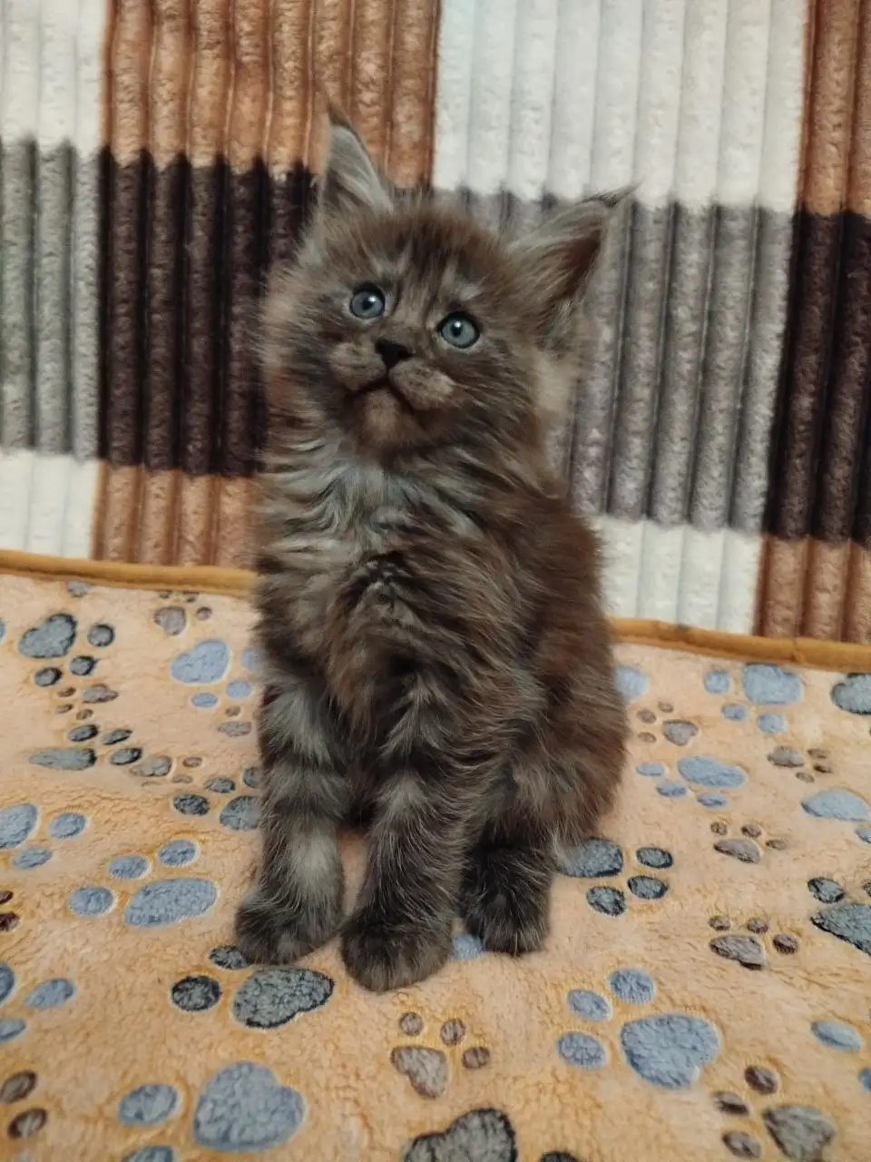 Продажа котят мейн-кун - Кошки (Животные) в Донецк