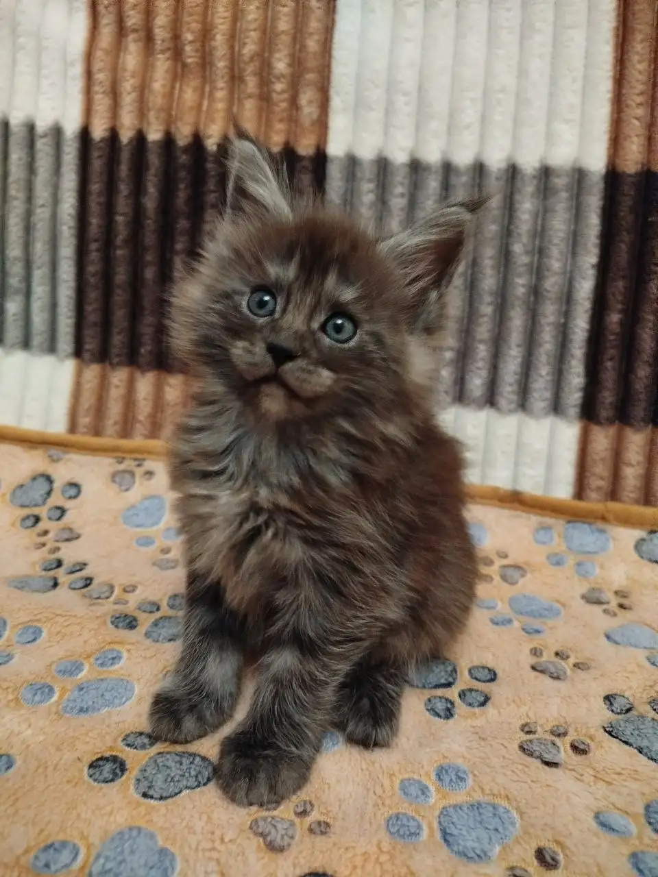 Продажа котят мейн-кун - Кошки (Животные) в Донецк