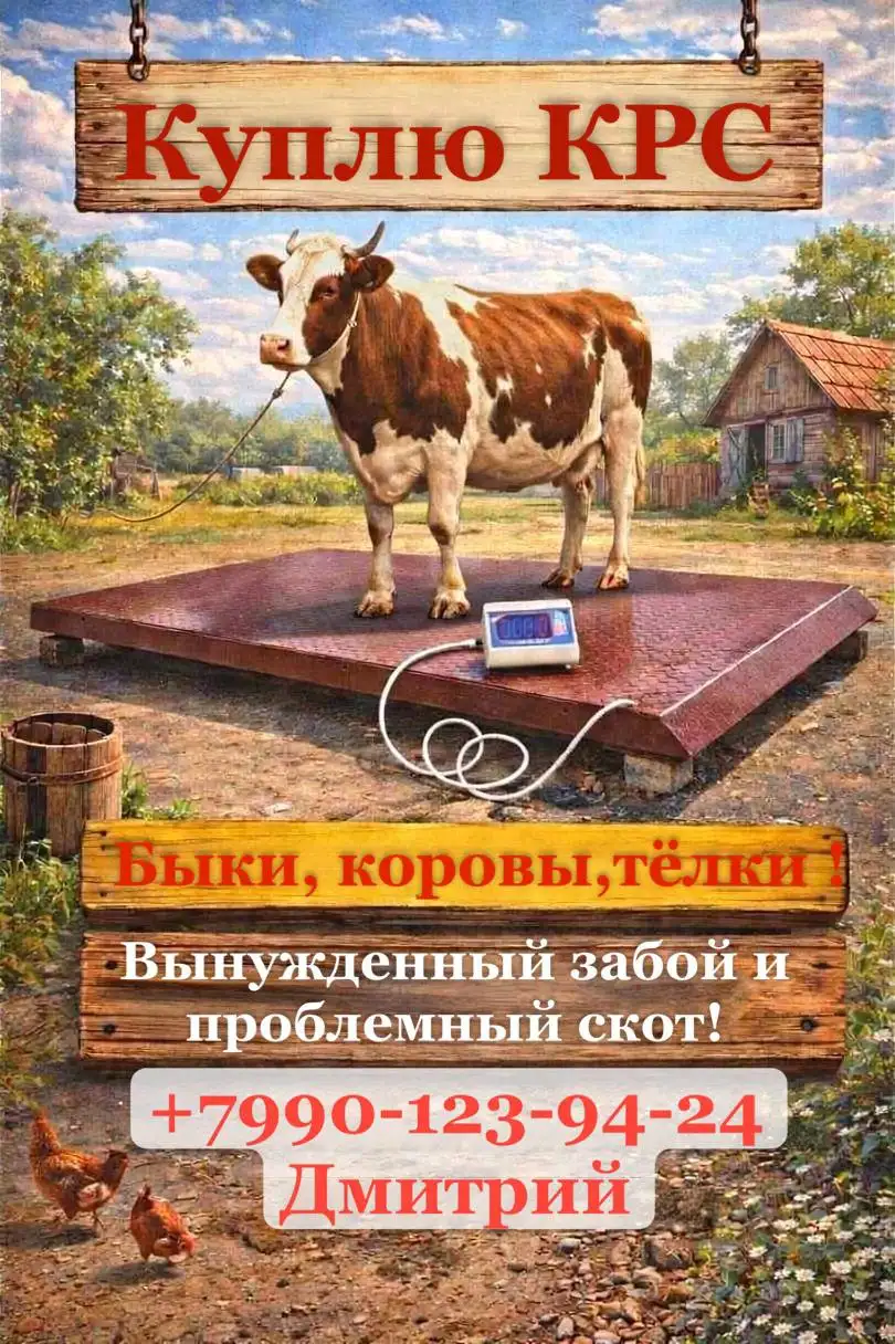 Куплю скот дорого: быки, коровы, козы, бараны - Скот (Животные) в Волноваха