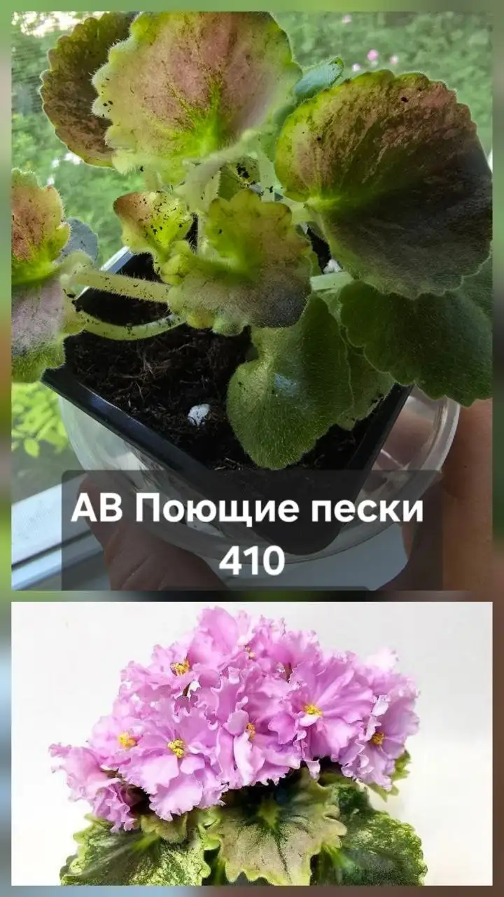 Продажа комнатных растений - Растения (Для дома и дачи) в Донецк