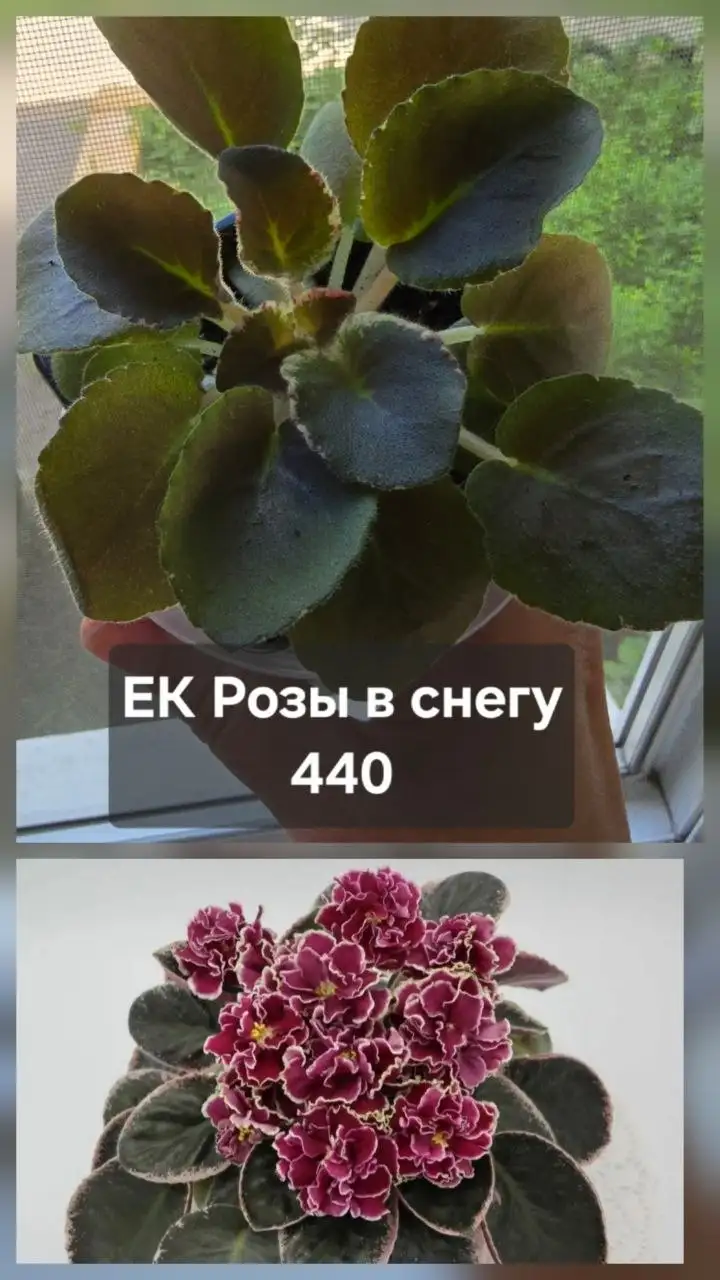 Продажа комнатных растений - Растения (Для дома и дачи) в Донецк
